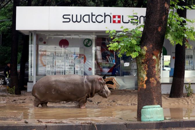 A hippopotamus walks along a flooded street in Tbilisi, Georgia, on June 14, 2015. The flooding also spread to the city's zoo, causing wolves, bears, big cats and a hippopotamus to escape and roam parts of the city. <br />