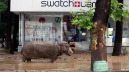 A hippopotamus walks along a flooded street in Tbilisi on June 14, 2015. Tigers, lions, jaguars, bears and wolves escaped on June 14 from flooded zoo enclosures in the Georgian capital Tbilisi, the mayor's office said. Some of the animals were captured by police while others were shot dead, the mayor's office told local Rustavi 2 television. At least eight people have drowned and several others are missing in the Georgian capital Tbilisi in serious flooding.