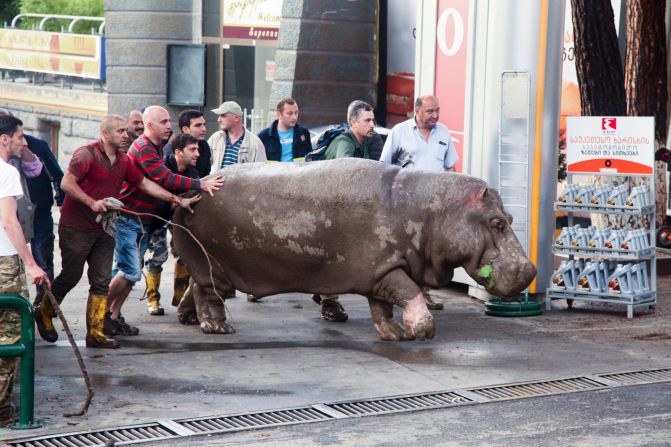 People help the hippopotamus on June 14.