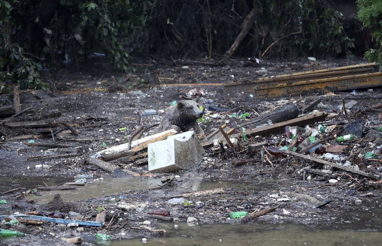 A bear sits on top of debris on June 14.