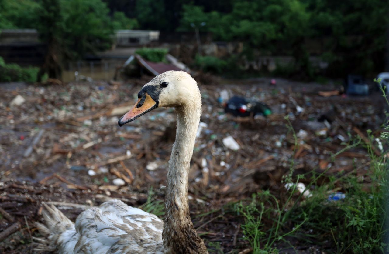 A wounded swan is seen near the zoo on June 14.