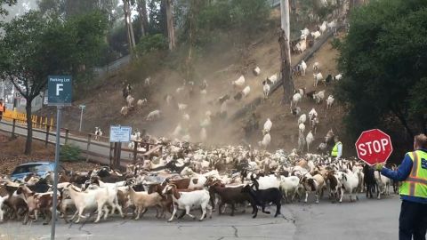 Berkeley Lab's "Goats gone wild" video has been viewed more than a million times on Facebook.