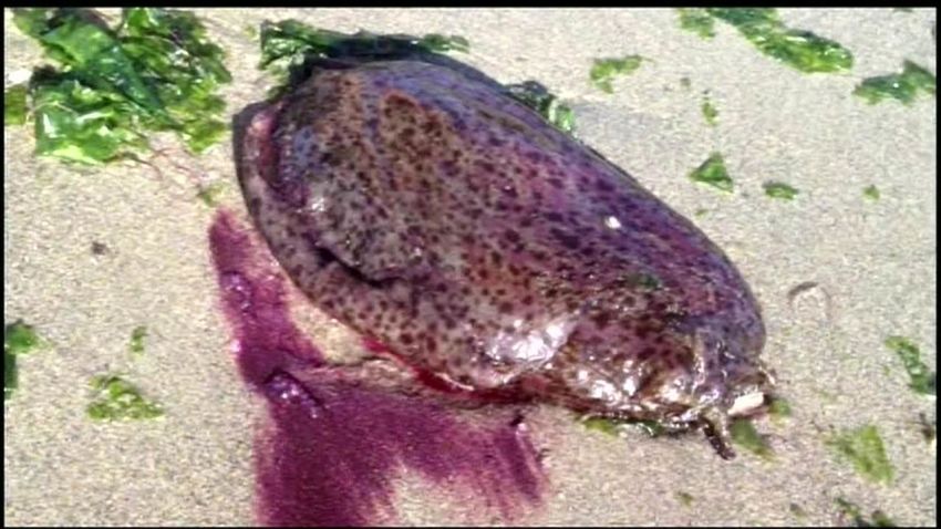 crabs purple blobs california beaches_00011605.jpg