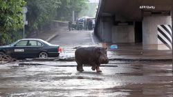 georgia floods stranded zoo animals ansarwi pkg_00002819.jpg