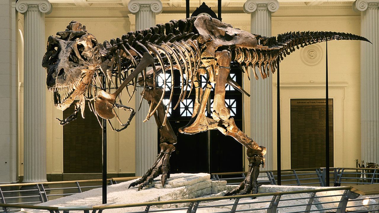 The museum's main attraction is Sue, the largest Tyrannosaurus in the world.