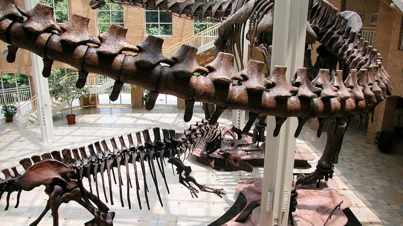 10 Of The World's Best Dinosaur Museums | CNN