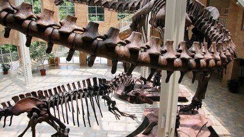 The Argentinosaurus is the largest dinosaur ever classified. The 100-ton beast's skeleton is on display at the Fernbank Museum of Natural History.