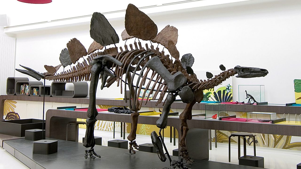 Thespian Gevoelig voor omroeper 10 of the world's best dinosaur museums | CNN