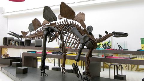 With the largest dinosaur hall in the world, this museum has an impressive collection of fossilized skeletons and casts.