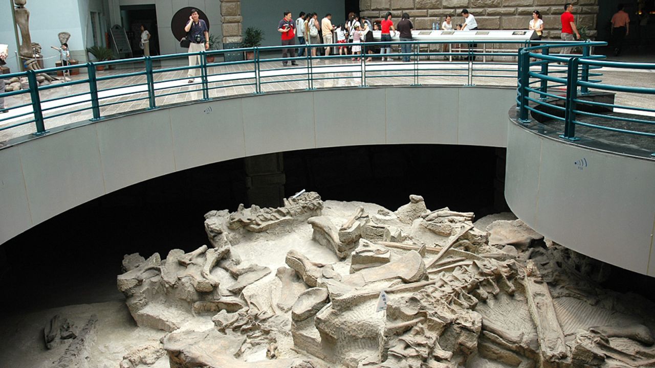 The Zigong Dinosaur Museum sits atop a fossil site, giving visitors a firsthand look at an excavation site.