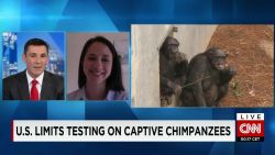 U.S. testing on chimpanzees_00000411.jpg