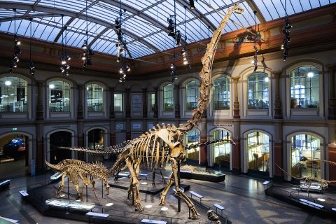 The Museum für Naturkunde is home to the world's tallest mounted dinosaur skeleton. The Brachiosaurus stands at 41 feet, 5 inches and is a Guinness World Record holder.