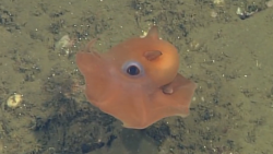 Adorable Octopus 2