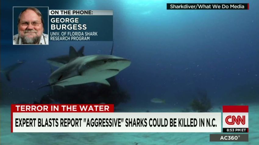 response to shark attacks george burgess sot ac_00010326.jpg