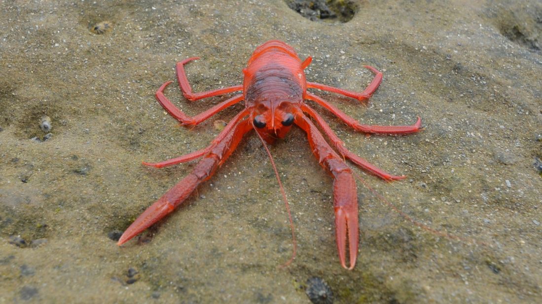 The species, proper name Pleuroncodes planipes, is unique in that it can live its entire life cycle, from larva to adulthood, in the water column from surface to seafloor, Sala said.