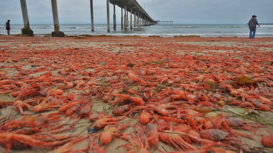 Masses of small red tuna crabs washed up along the southern California shoreline in June, according to local media reports. The striking sight may be the result of warm water carrying the crustaceans from their usual home along the west coast of Baja California and the Gulf of California, according to Linsey Sala, a museum scientist at the Scripps Institution of Oceanography, UC San Diego.