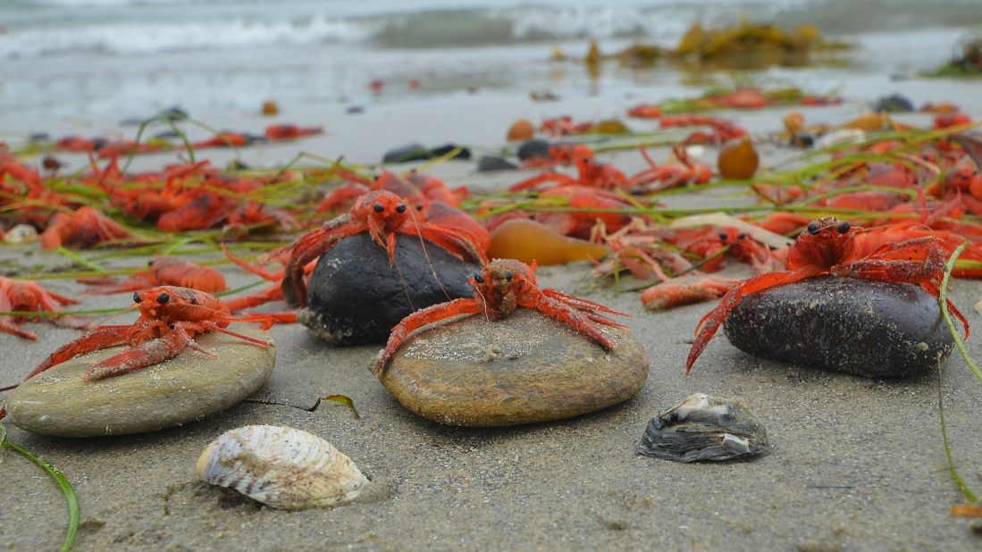 "Typically such strandings of these species in large numbers are due to warm water intrusions," said Sala.