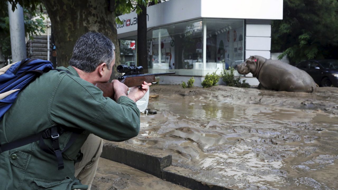 A man shoots a tranquilizer dart at a hippopotamus on a flooded street in Tbilisi on Sunday, June 14.