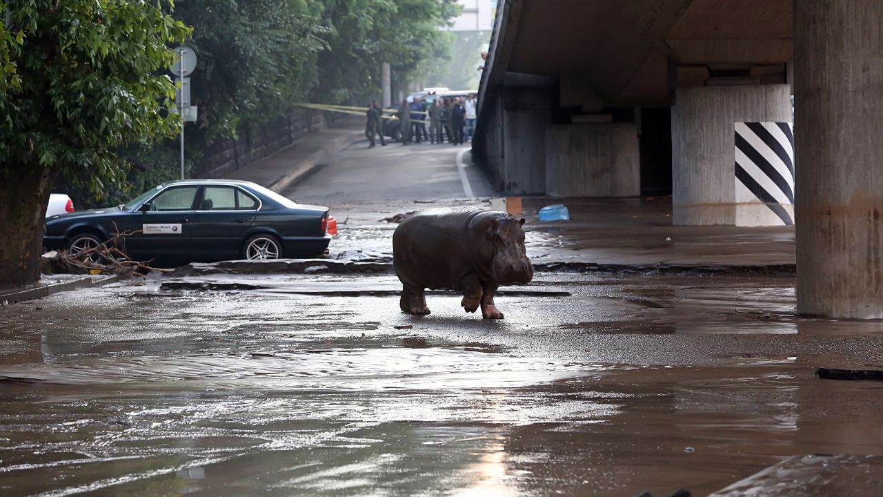 The hippopotamus walks across a flooded street in Tbilisi on June 14.