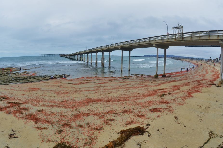 "The sand was sprinkled with red for as far as you could see," said San Diego resident <a href="http://ireport.cnn.com/docs/DOC-1249373">Jim Grant</a>, who took these photos.