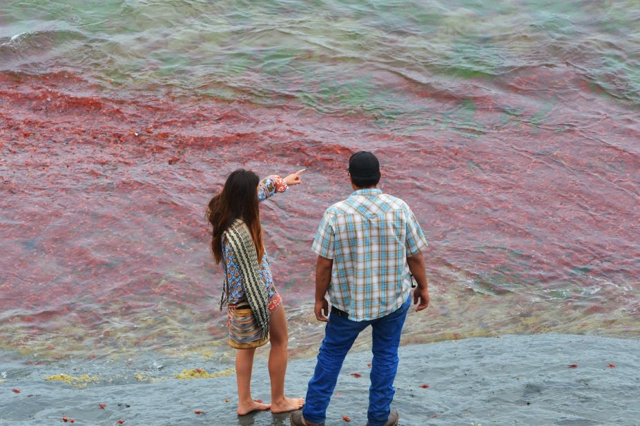 People were fascinated, said the freelance photographer. He spotted some folks picking up live crabs and taking them home to cook. While the crabs are pretty to look at, experts warn against eating them because they could contain unknown toxins.