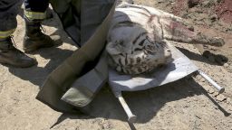 The body of a tiger lies on a stretcher near a zoo in Tbilisi, Georgia, in this photo made available by Tbilisi Police Press Service.