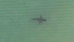 drone shark thumbnail