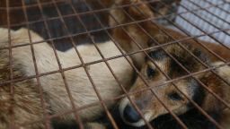 Dog Meat Dog in Cage