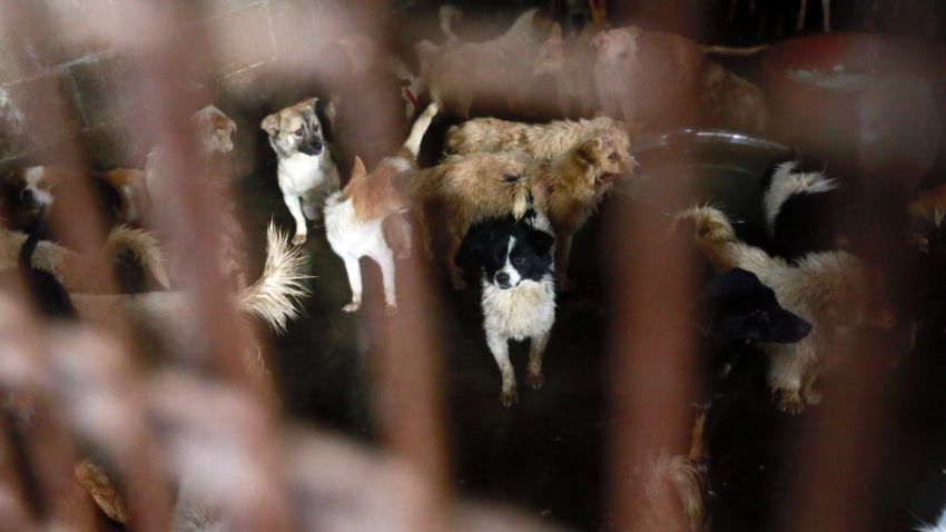 In a slaughterhouse, hundreds of dogs await their death.