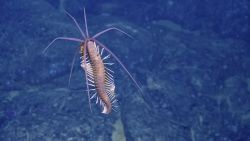 rare deep sea creature spotted galapagos
