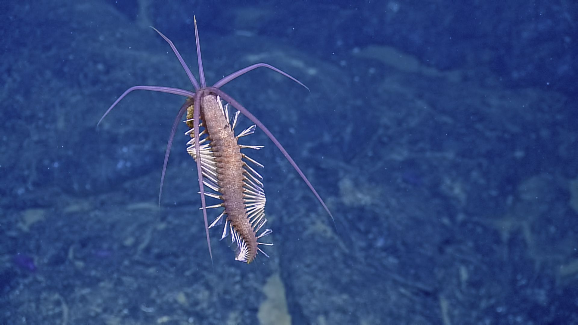 Rare deep sea creature spotted | CNN