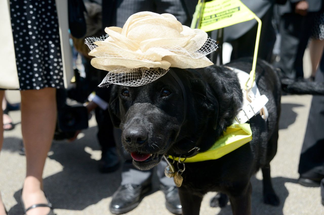 Even guide dogs choose to stick to the guidelines on Royal Ascot's strict dress code on Ladies' Day.