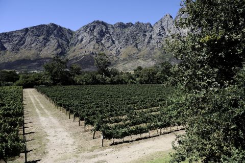 South Africa is home to around 100,000 hectares of vineyards employing 300,000 people. The industry makes up 2% of GDP.