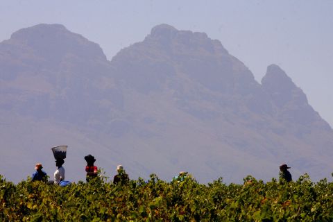 One aspect that sets South Africa's wine industry apart is the ubiquity of ethical accreditations. It is the largest producer of Fairtrade wine -- <a href="http://www.fairtrade.org.uk/en/media-centre/news/september-2016/fairtrade-at-wines-of-south-africa-trade-tasting-event" target="_blank" target="_blank">accounting for two-thirds</a> of global sales.