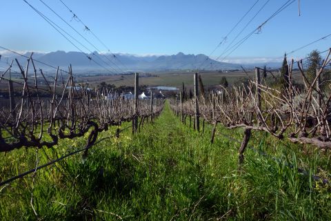 Wine was first planted here by European settlers in the 17th century. The oldest fruit-bearing vine in the Southern Hemisphere is located in Cape Town, a Crouchen Blanc planted in around 1771. 