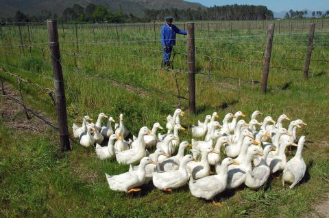 Some organic producers take this one step further, by using ducks to keep their vines in shape as seen here in Paarl, 31 miles from Cape Town. The ducks patrol the long rows of vines in the hunt for snails. Predatory wasps and beetles are also released to tackle mealy bugs which feed on plant sap.