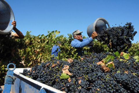 At the country's annual Nederburg auction in September, prices per litre for the wines on sale hit an all-time high, with red wines seeing a 50% increase in the average price.