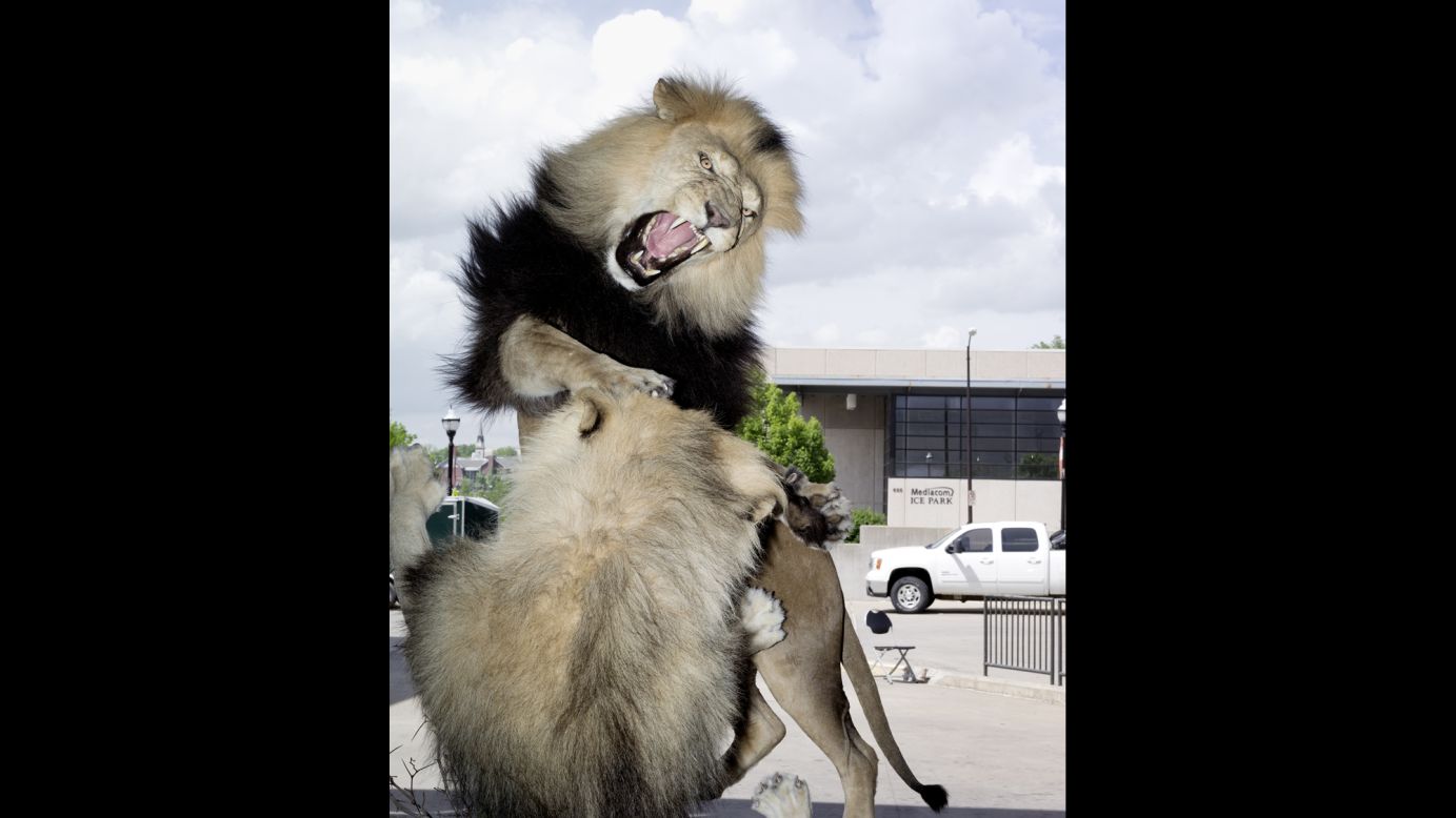 This entry, of two male African lions fighting, won an award at the World Taxidermy Championship in Springfield, Missouri. It was made by Dakota Taxidermy.