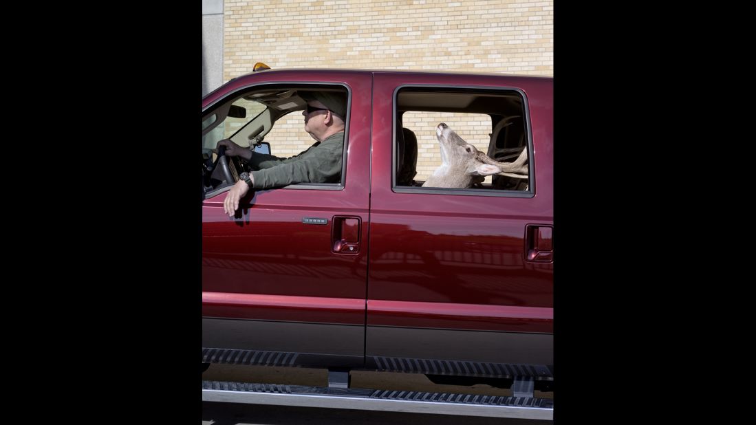 Jim Allred, a taxidermist from North Carolina, drives his showpiece -- a white-tailed deer.