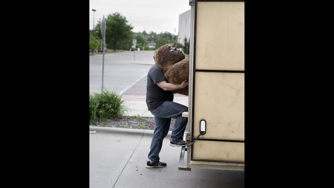 A man lifts a Bigfoot replica into a trailer.
