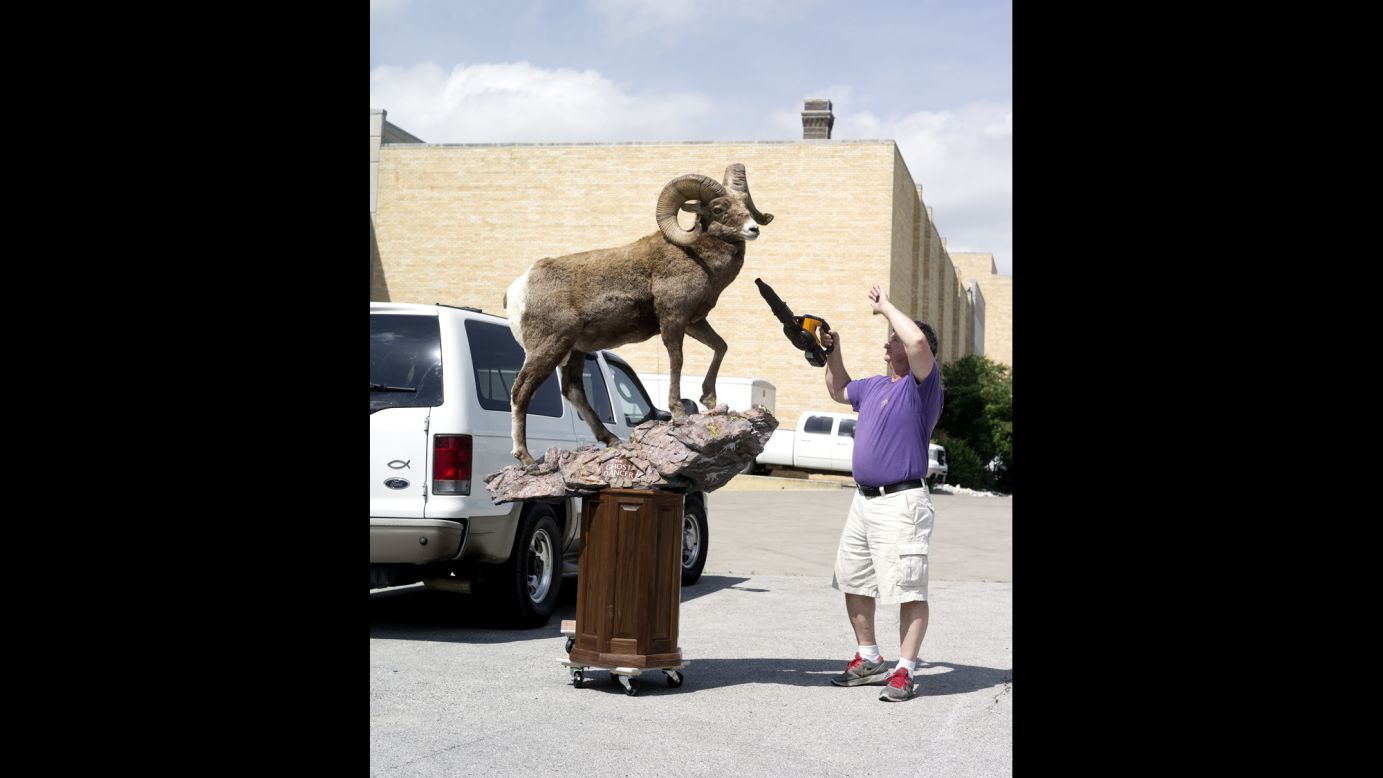 Carl Tregre, from Houma, Louisiana, prepares his bighorn sheep he calls "The Ghost Dancer."