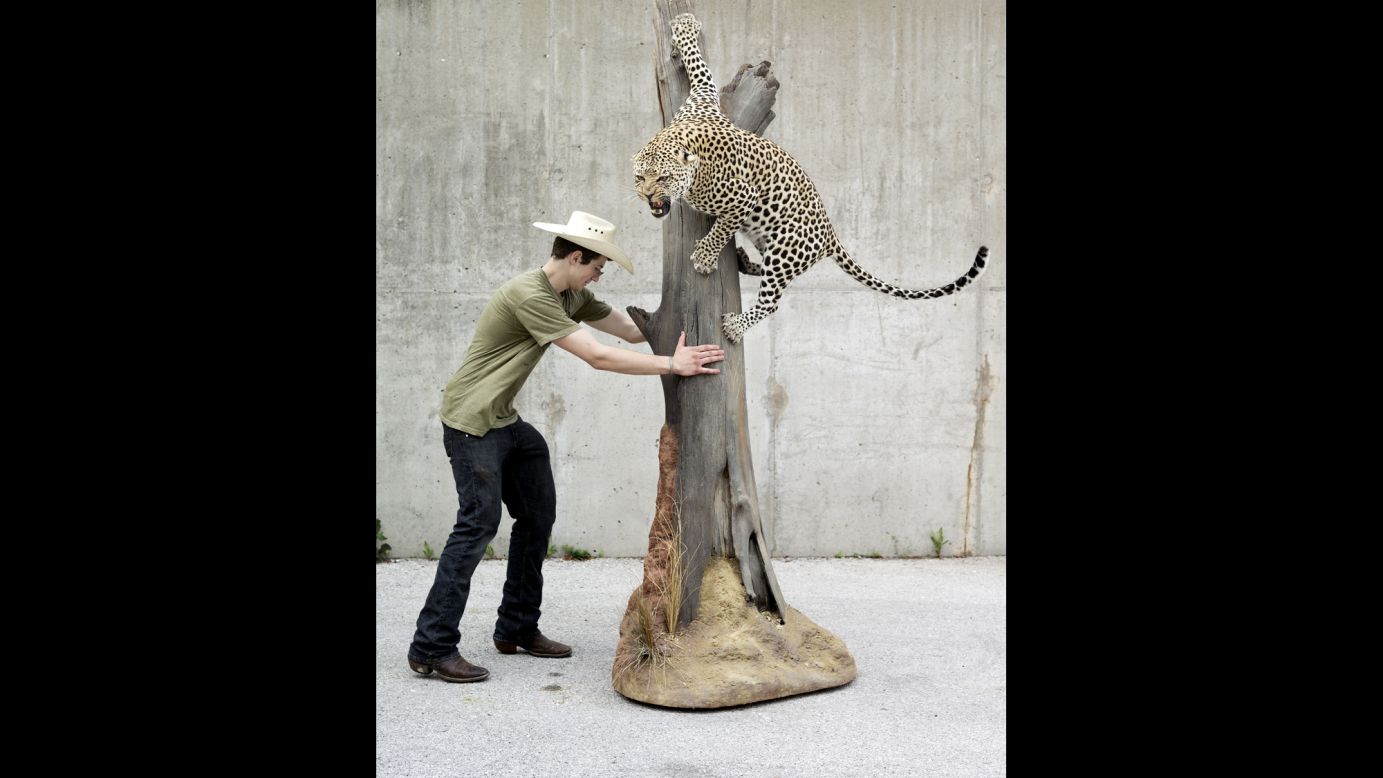 Daniel Meng, from Bismarck, North Dakota, puts his prize leopard into a trailer after winning the Best in World award for the large mammal category.