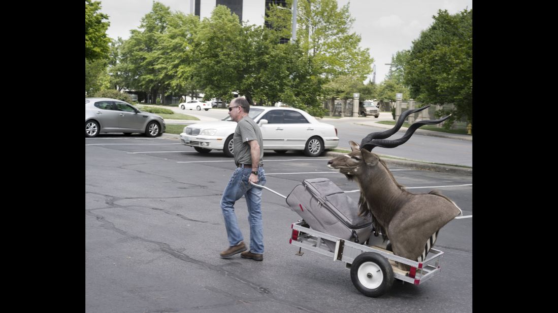 A man drags his suitcase -- and a kudu head -- before checking into a hotel.