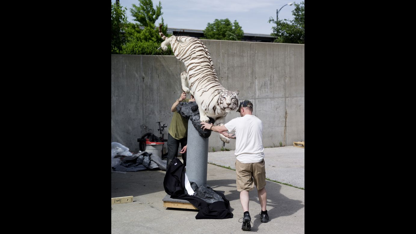 A white tiger is put into a trailer.