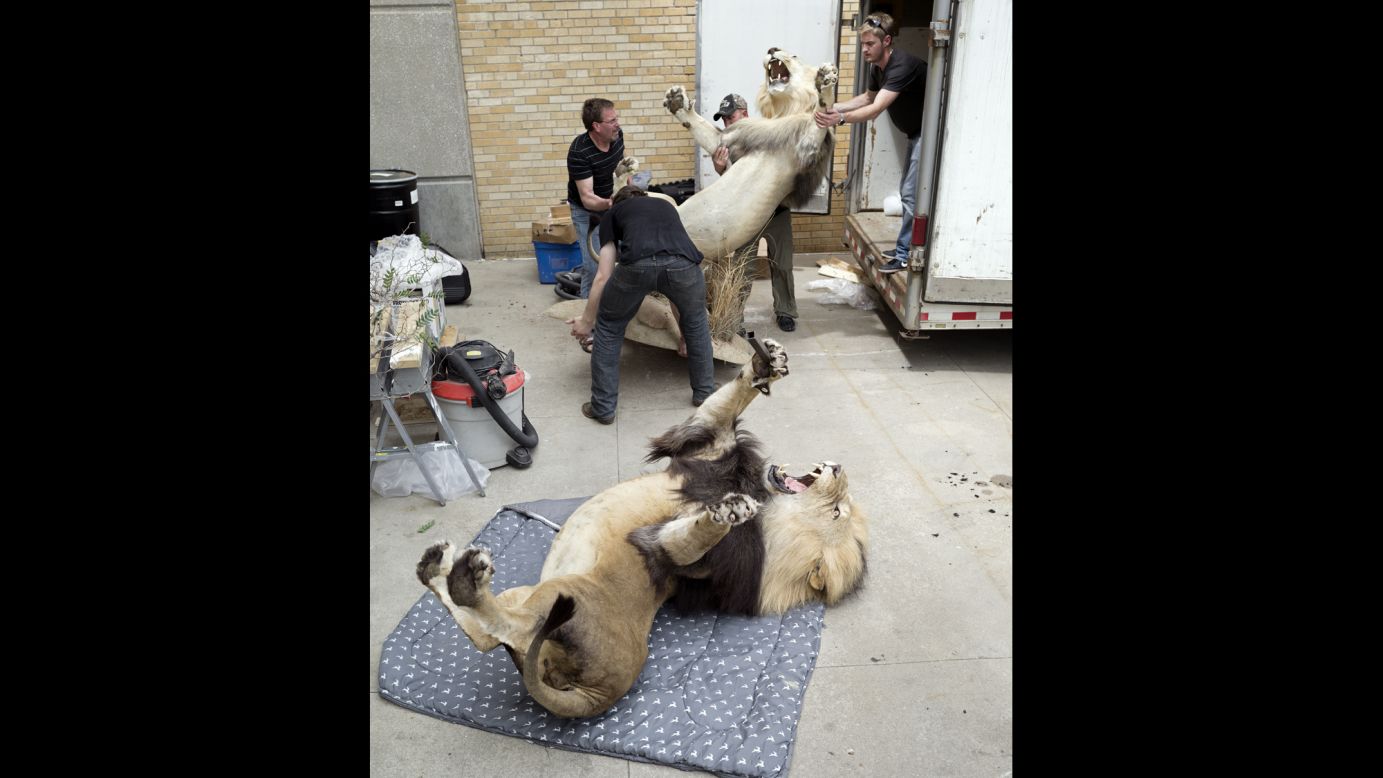 The team from Dakota Taxidermy unloads lions from a truck.