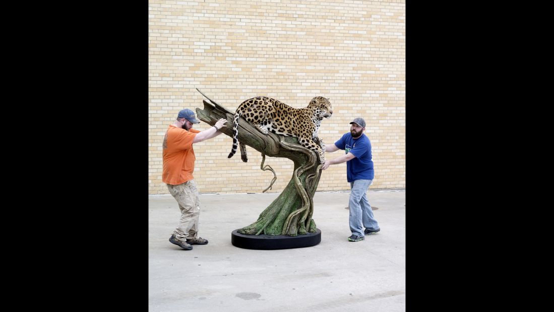 James Smith and Mike Foss move a jaguar that was prepared by Phil Soucy, Forest Hart and Mike Vernelson.