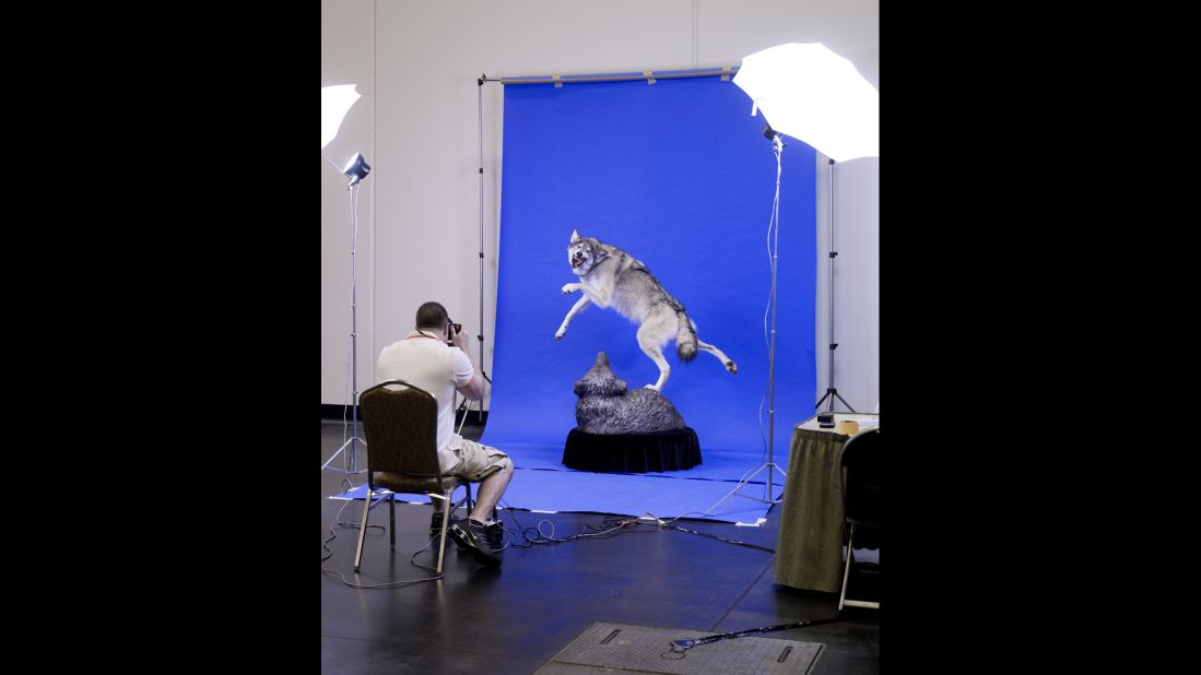 Brak-Dolny's wolf is photographed by a magazine.