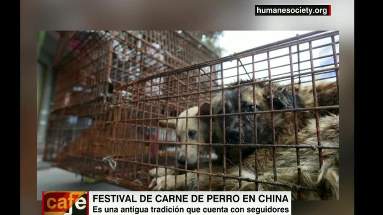 cnnee vo dog festival eat china _00000626.jpg