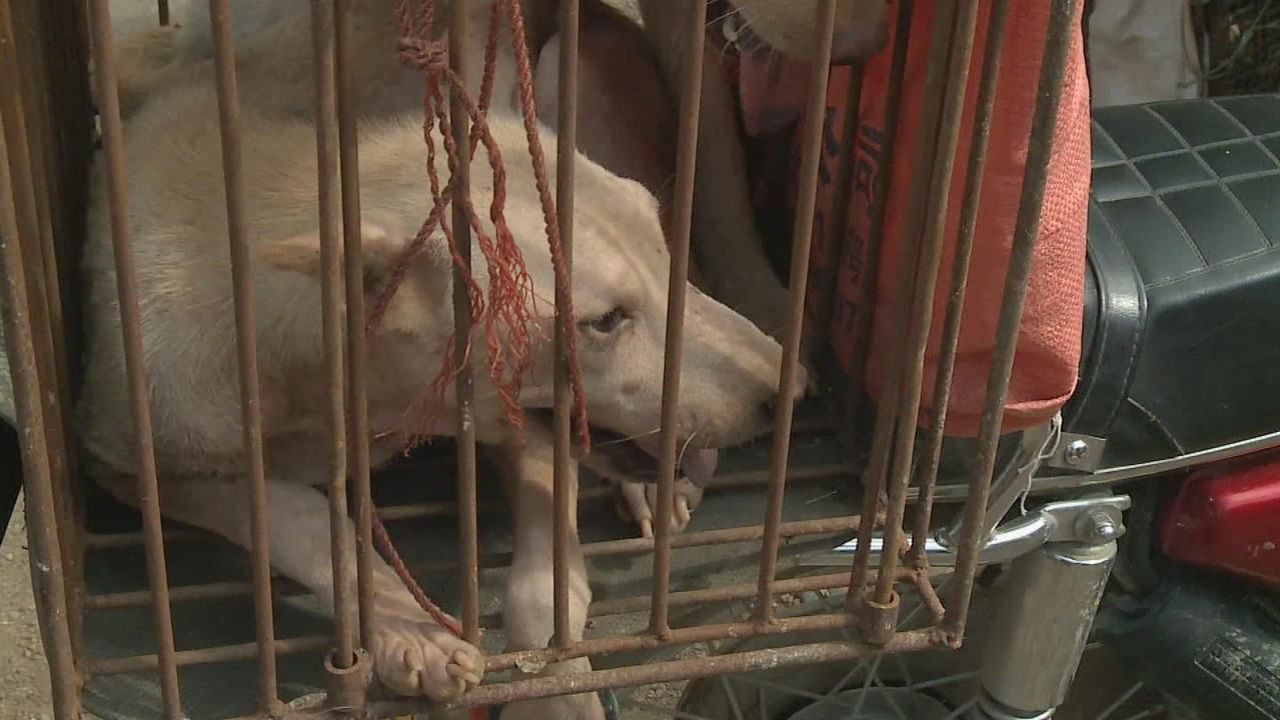 Dogs are transported in tiny wire cages that don't permit them to move