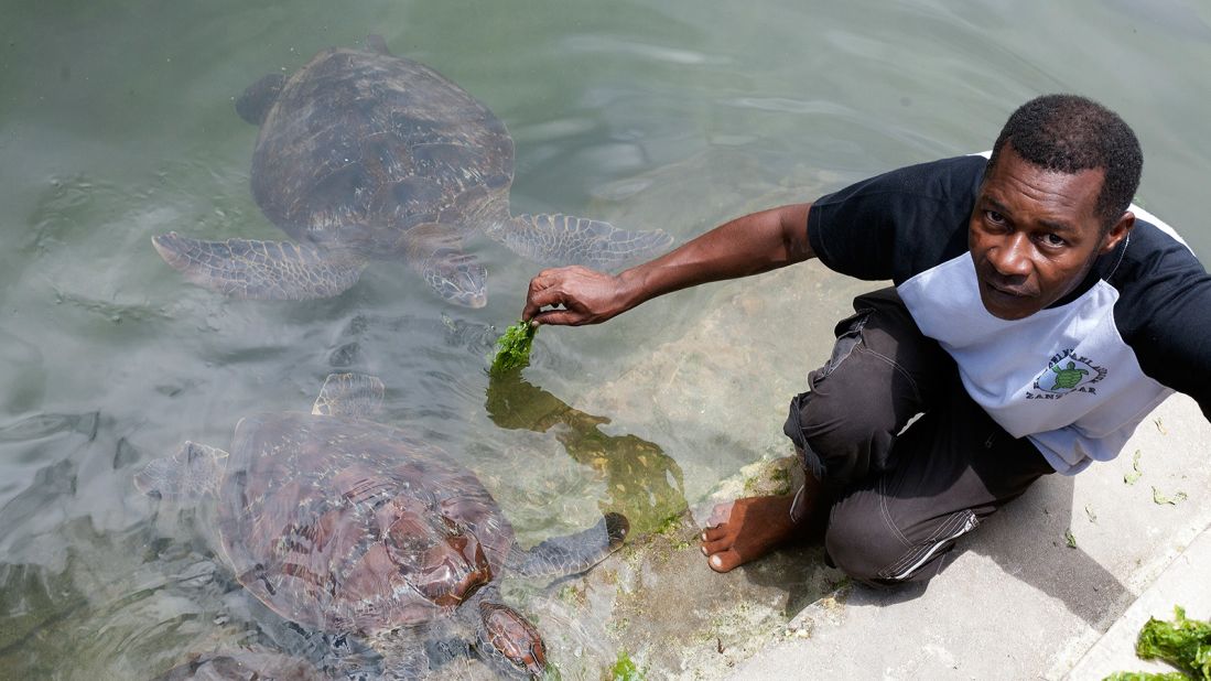 The team at Mnarani Marine Turtle Conservation Pond nurture newly hatched babies to adolescence and nurse rescued adults to good health.
